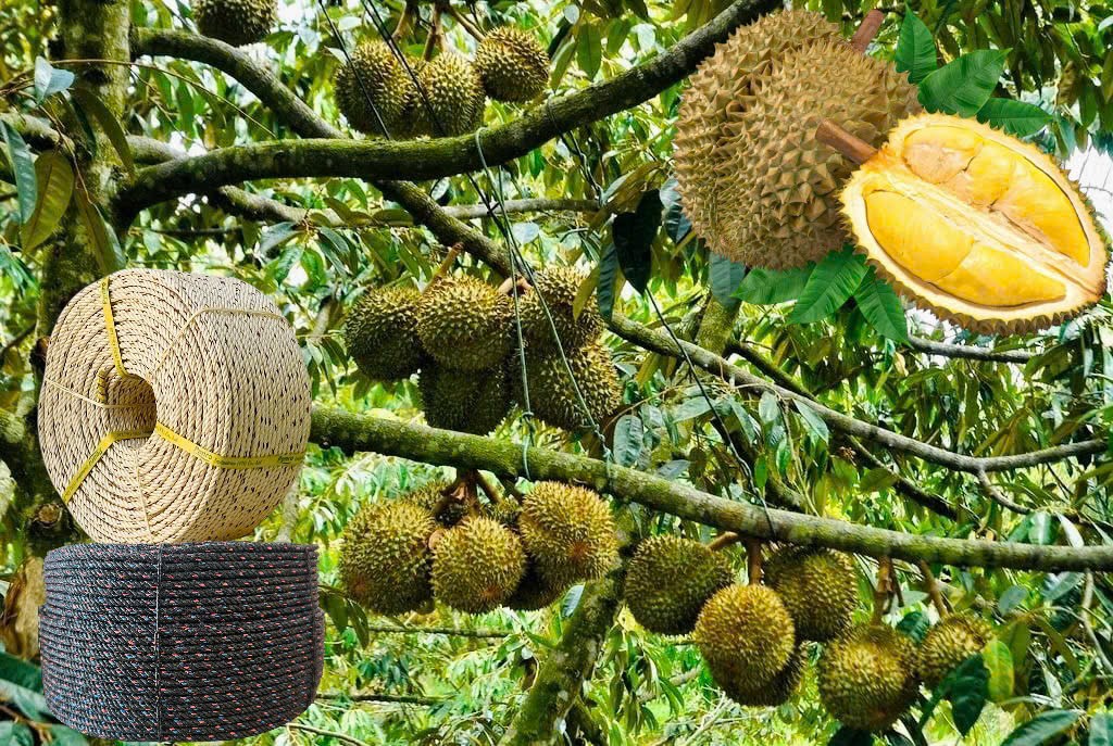 Using PP/PE plastic durian tying rope is the most durable and cost-effective. The optimal choice for gardeners.